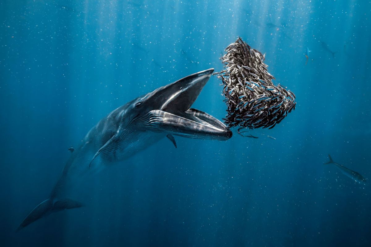 A Bryde’s whale about to devour a heart-shaped baitball in Baja California Sur, Mexico