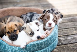 Puppies resting in a dog bed.