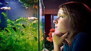 Boy looking at fish in tank