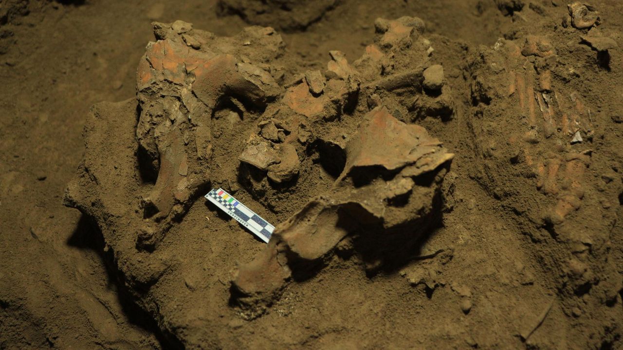 The ancient Toalean woman's pelvis