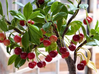 Cherries growing on a small tree