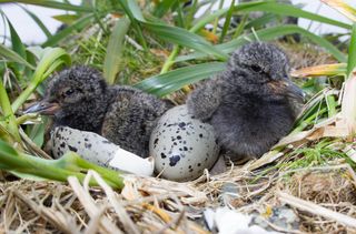 Numbers of black oystercatchers (seen here as chicks) have been on the rise since the rats were removed.