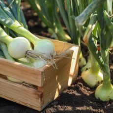 Wooden crate full of harvested onions in the garden