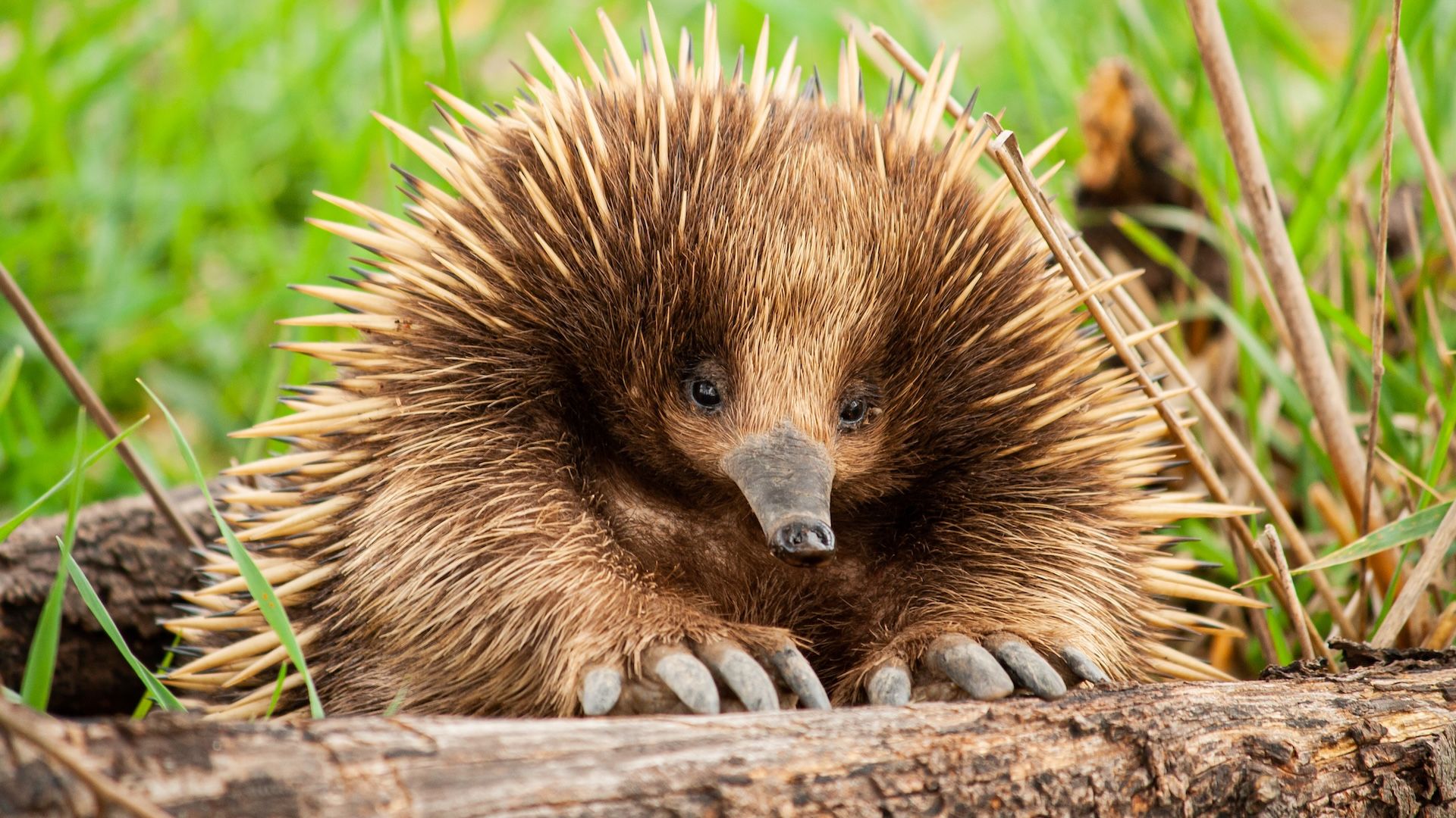 echidna　 Short-Nosed Echidna - Los Angeles Zoo and Botanical Gardens