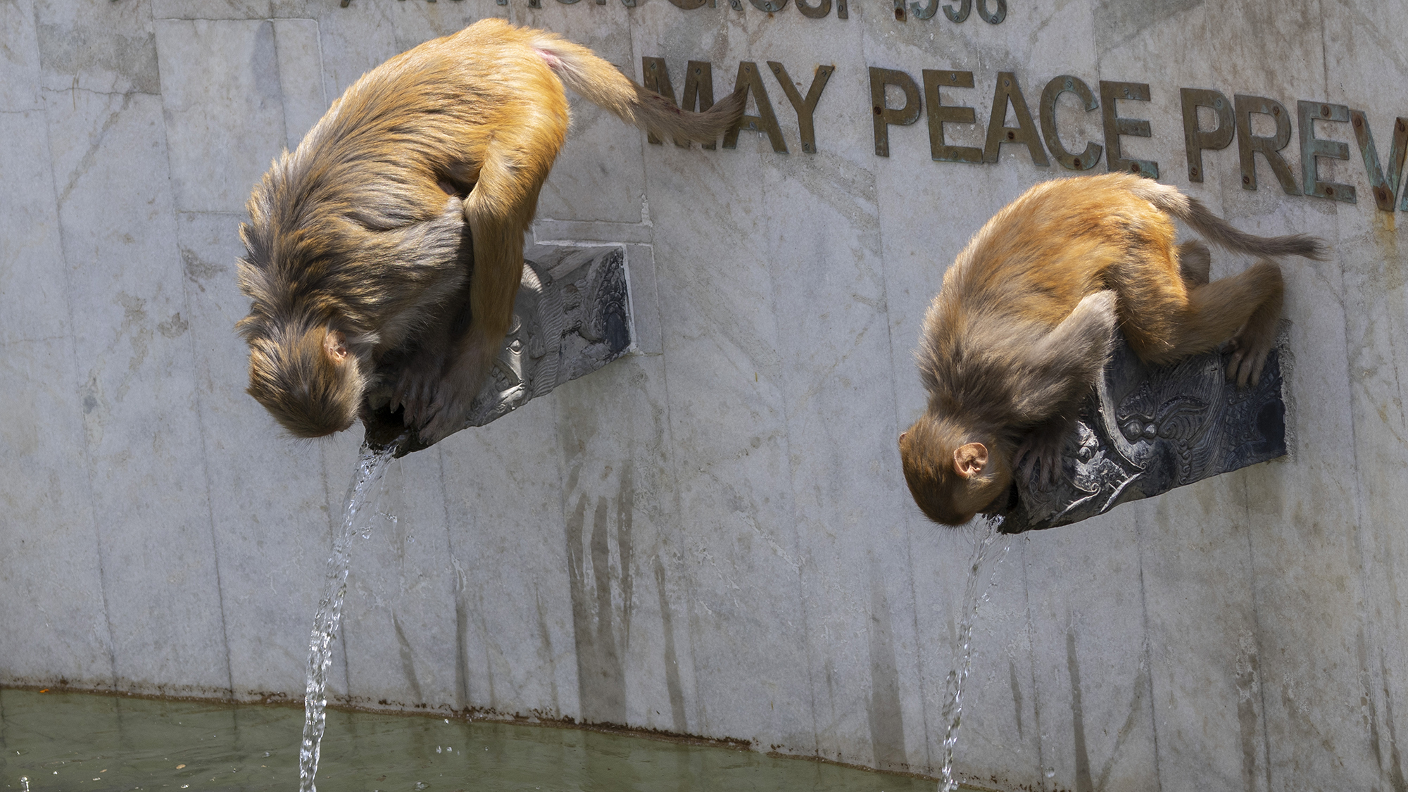 Thirsty rhesus macaques drink from stone taps at Swayambhunath Stupa, a Buddhist site in Kathmandu, Nepal