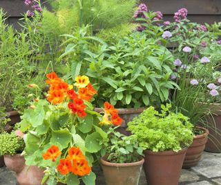 growing herbs in pots for a patio display including parsley, chives and nasturtiums