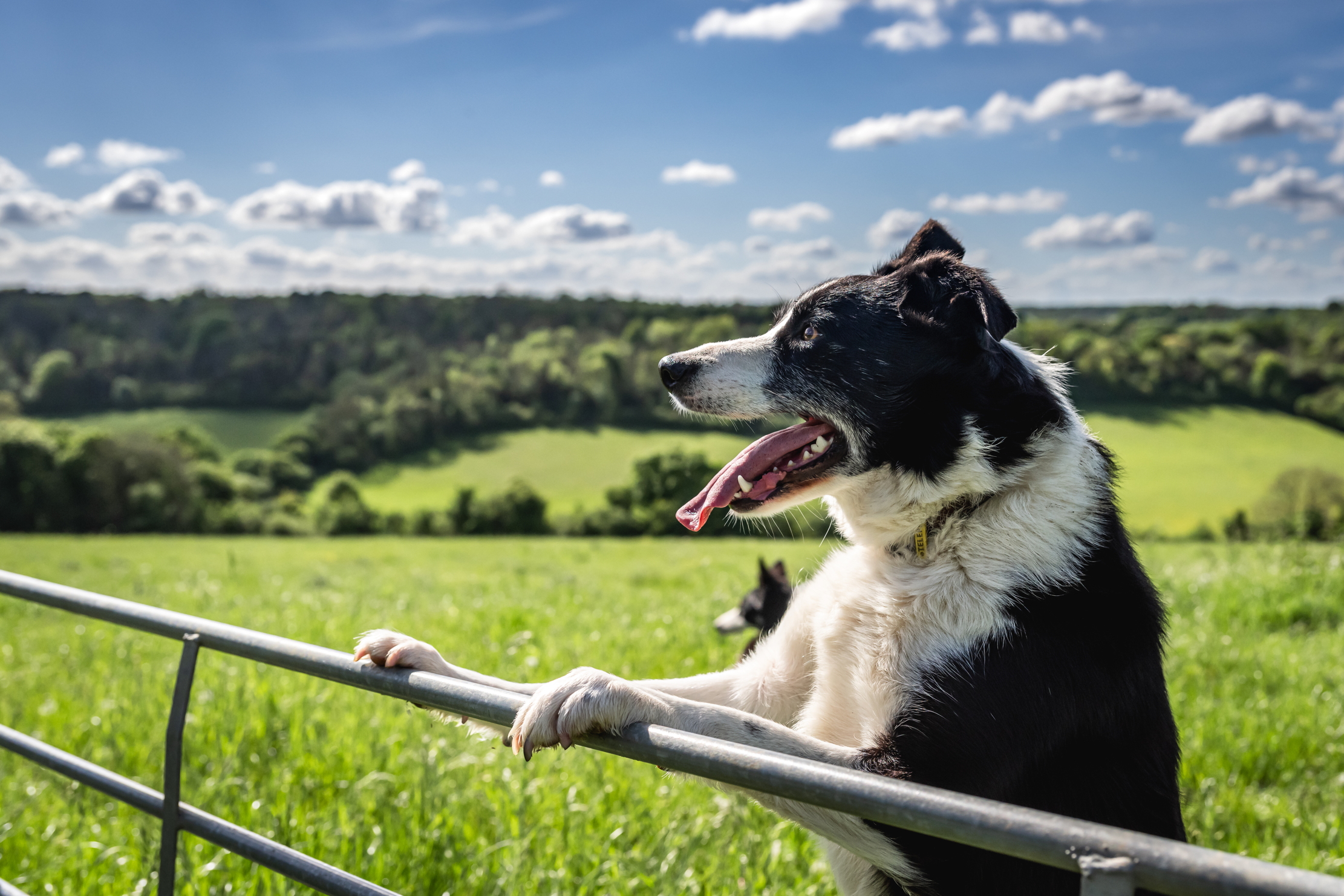 A sheepdog standing on a gate, surveying the land