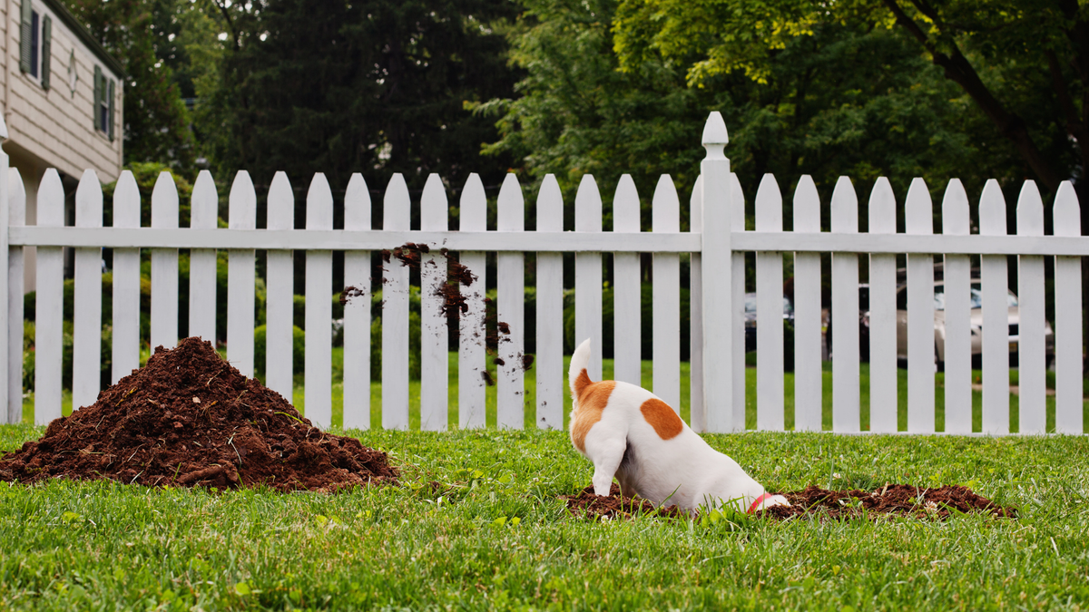 Dog digging in the garden in front of a white picket fence