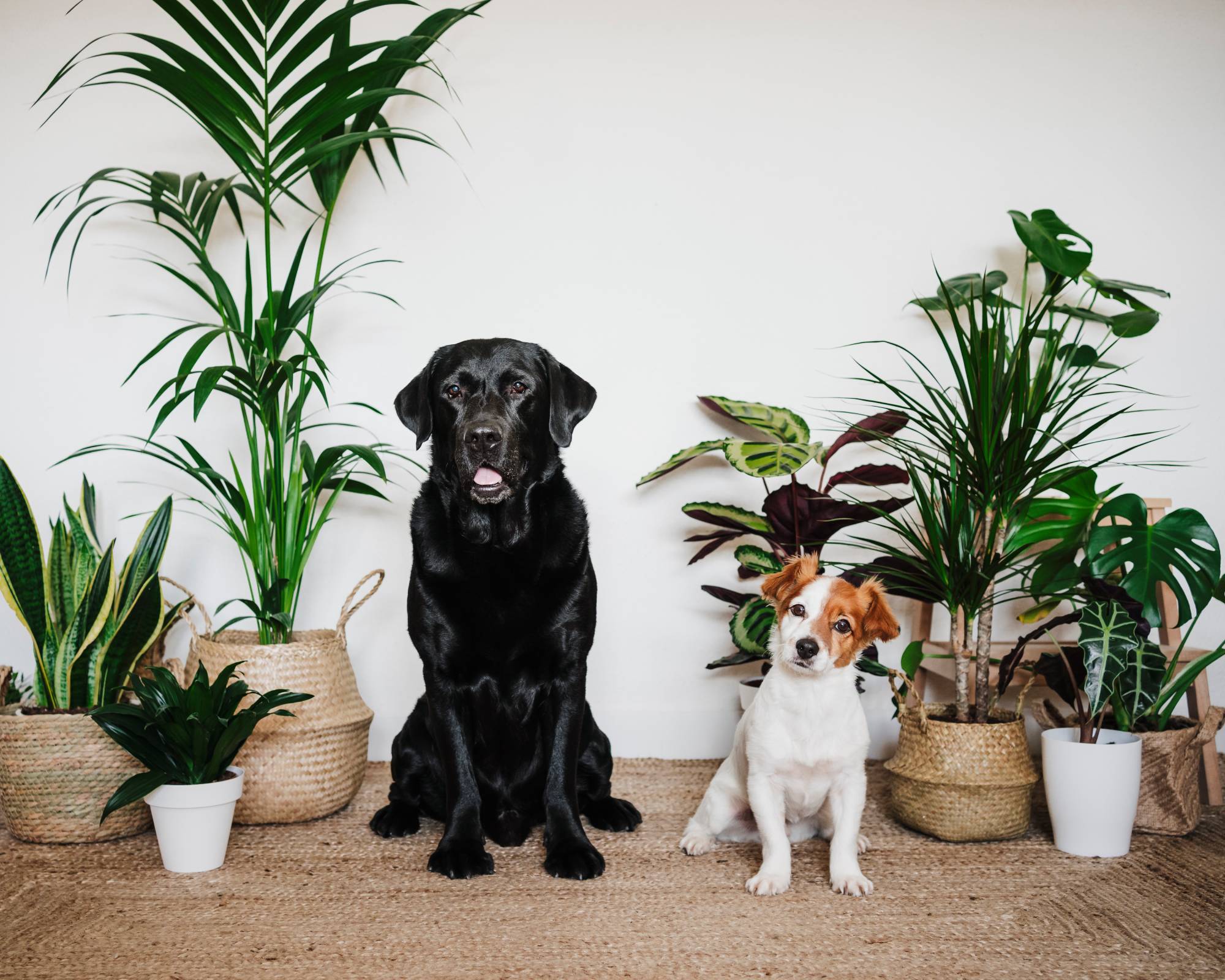 Dogs sit in front of houseplants