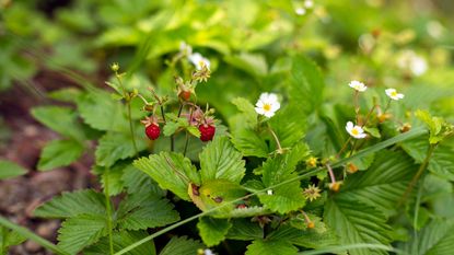 wild strawberry growing in wooded area