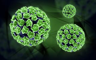 papilloma virus what is hpv