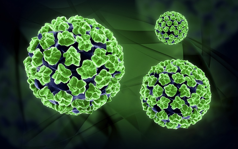 papillomavirus in human