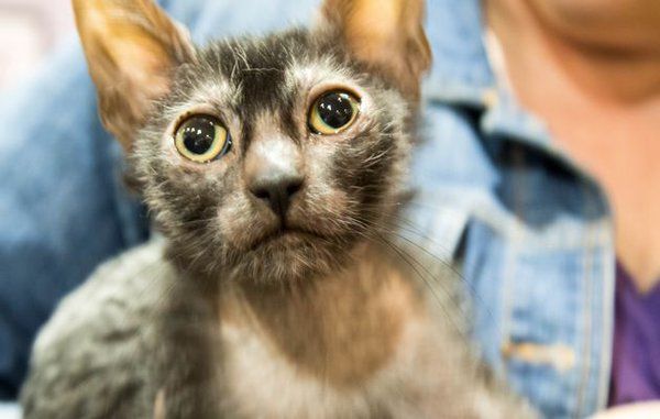 Werewolf cat found in South Africa. 