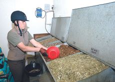 Feeding horses for gut health