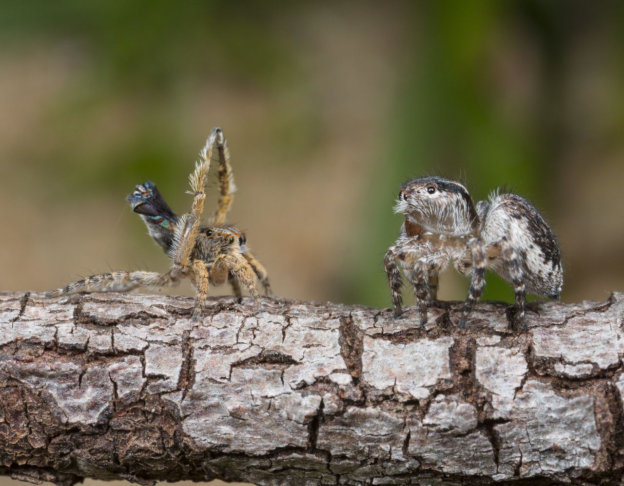 A Maratus unicup pair mating.