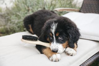 Bernese Mountain Dogs