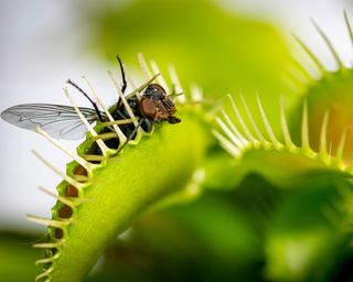 A close-up of a Venus fly trap plant catching a black fly