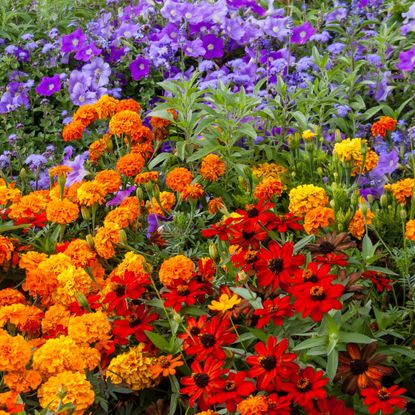 hot colors and cold colors in garden border