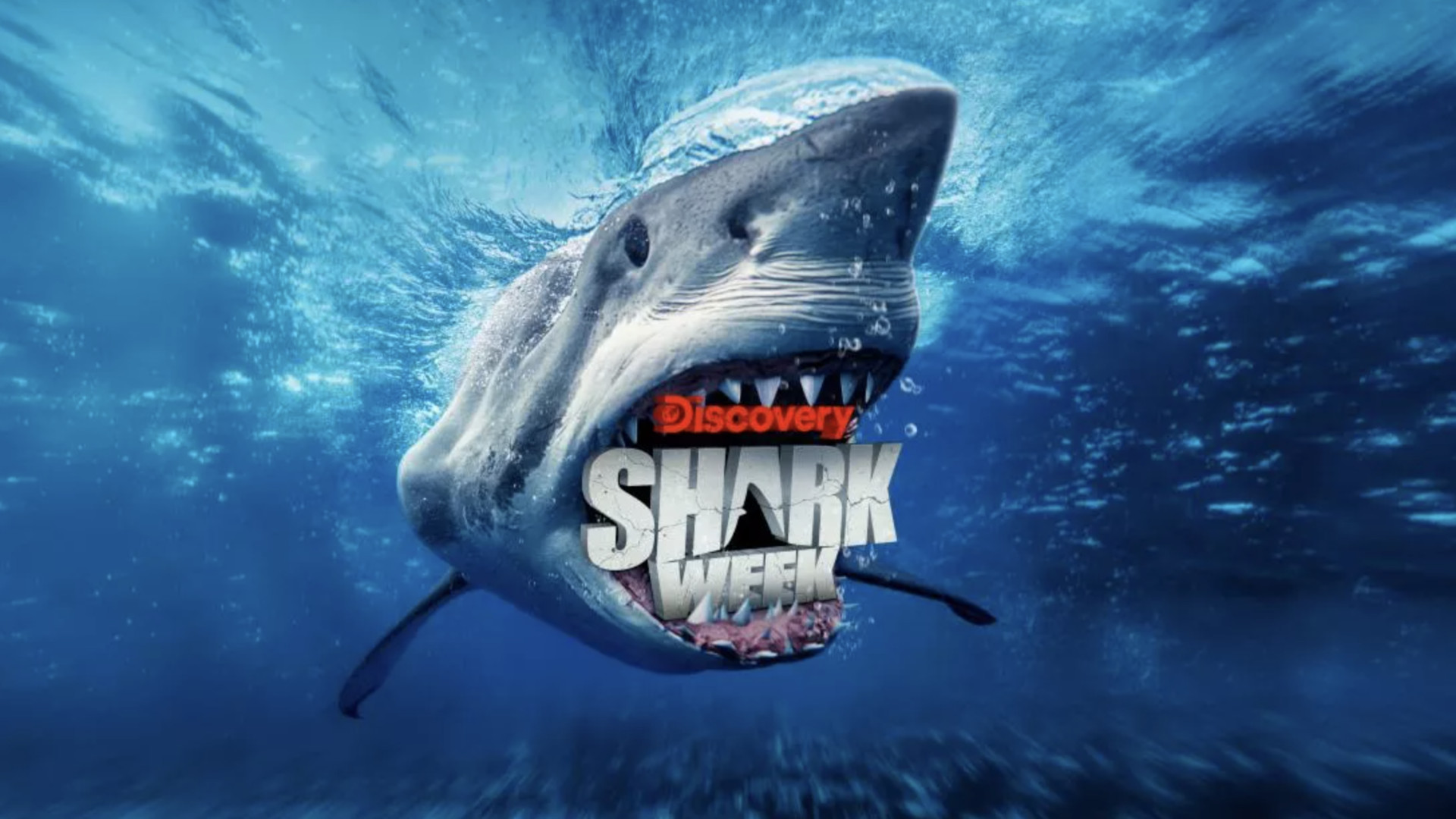 How to watch Shark Week 2023 online stream on Discovery Plus from
