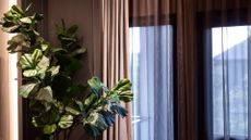 A fiddle leaf fig plant in a living room