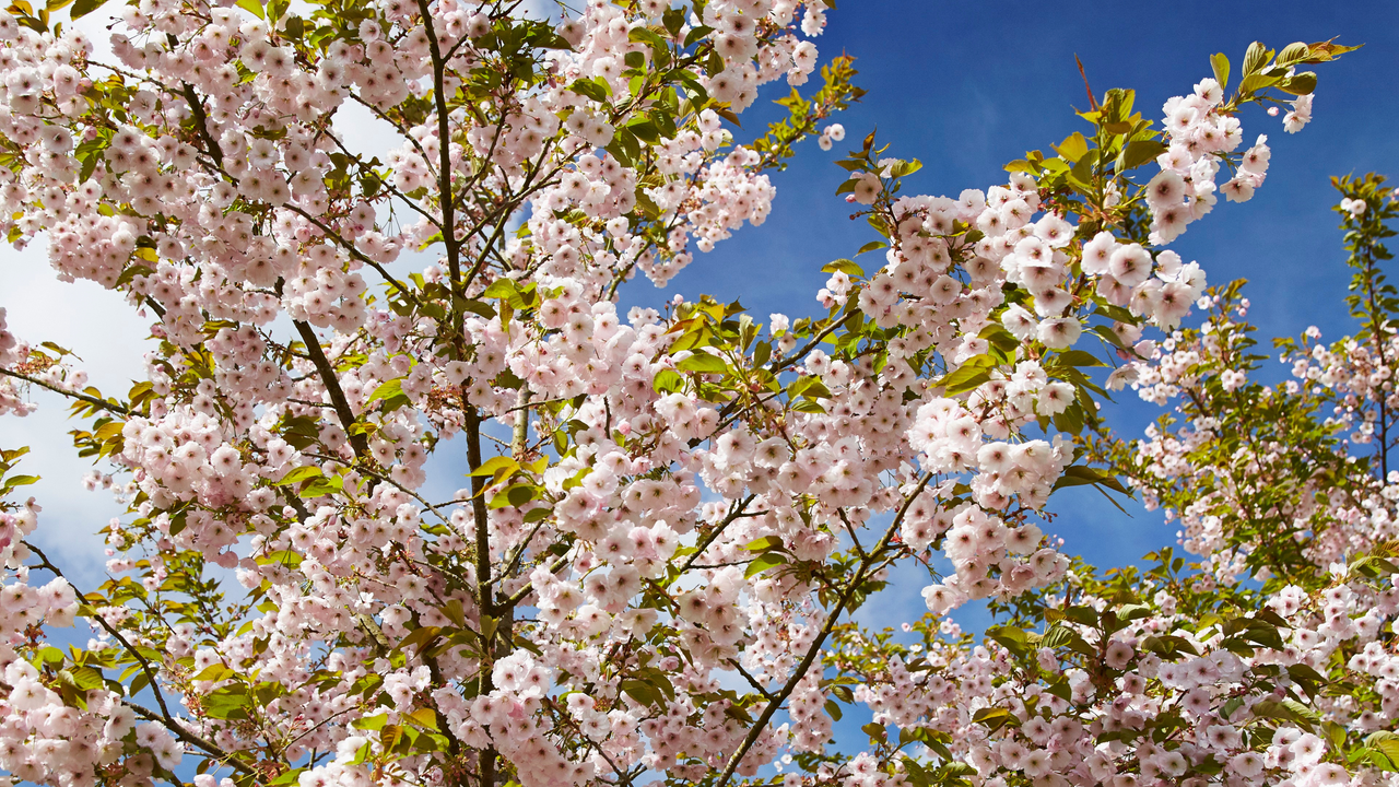 Cherry blossom tree in bloom against blue sky