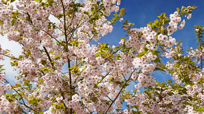 Cherry blossom tree in bloom against blue sky