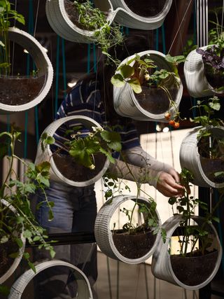 Hanging planters display at tallinn architecture biennale 2022, person tending to the plants, blurred backdrop, window, lighting