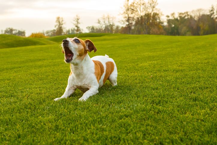 A barking dog.