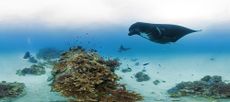 Google Maps, Caitlin Seaview Survey