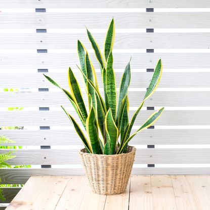 Snake plant in wicker basket container outside