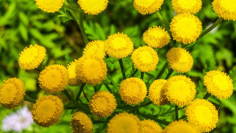 yellow flowering tansy is one of the best plants that repel insects