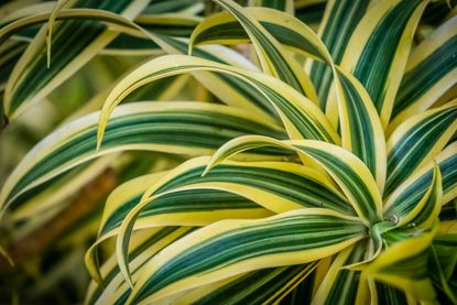 Striped Dracaena Plant