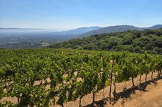 Santa Cruz vineyards