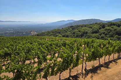 Santa Cruz vineyards