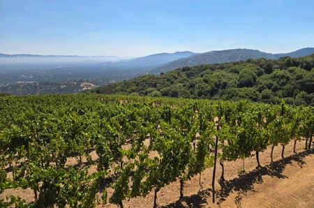 Santa Cruz vineyards