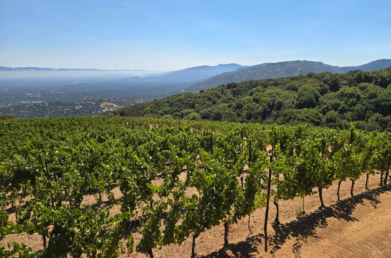 Santa Cruz vineyards