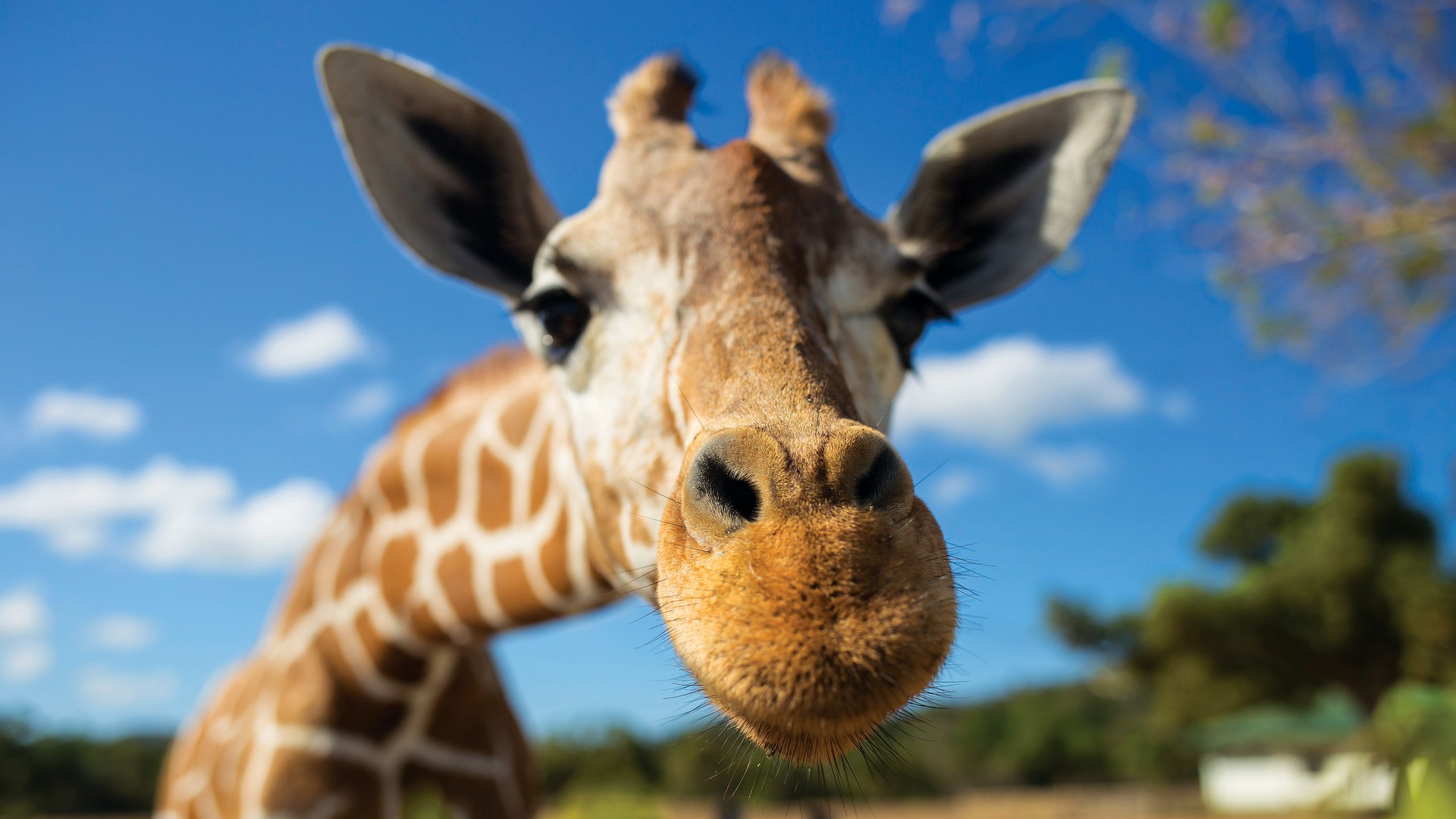 AI Night Vision Cameras Trialed at UK Zoo for Animal Welfare