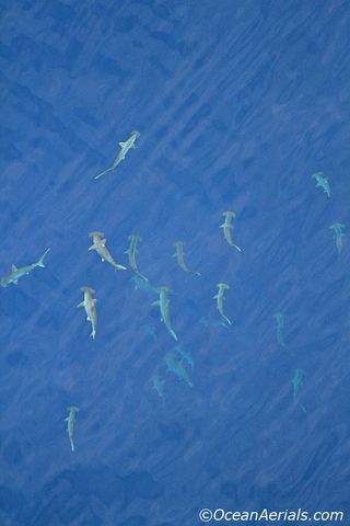 A school of hammerheads