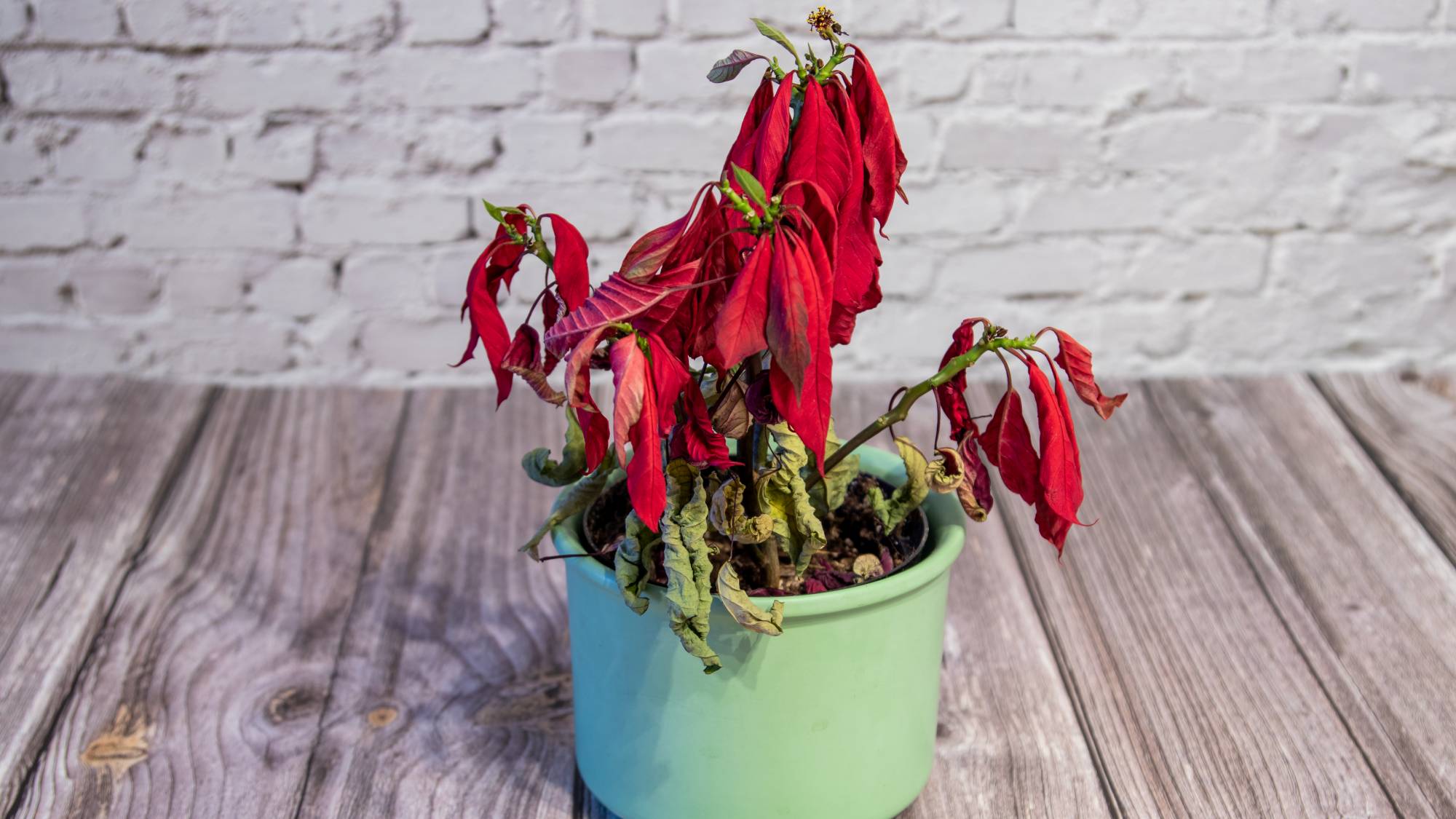 Dead poinsettia