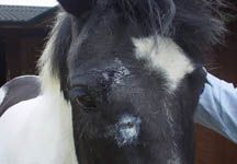 injuredhorse.jpg