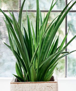 Sansevieria trifasciata plant with squared pot