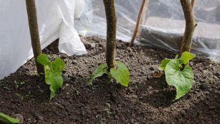 how to grow French beans: protect young French bean plants with fleece, mesh or plastic sheets