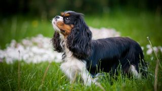 Cavalier King Charles Spaniel in a meadow