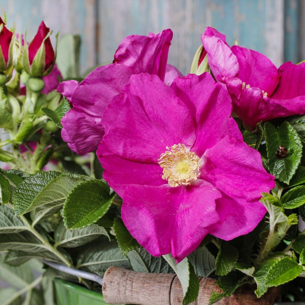 Ramanas Rose (hedging)