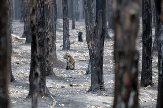 A koala in a burnt-out forest