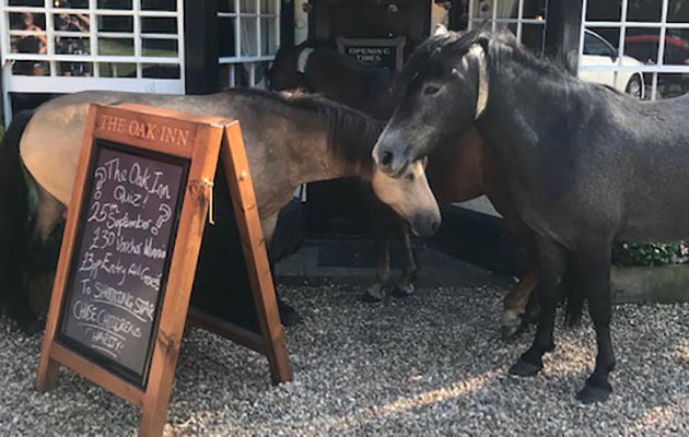 New-Forest-Pony-Pub1