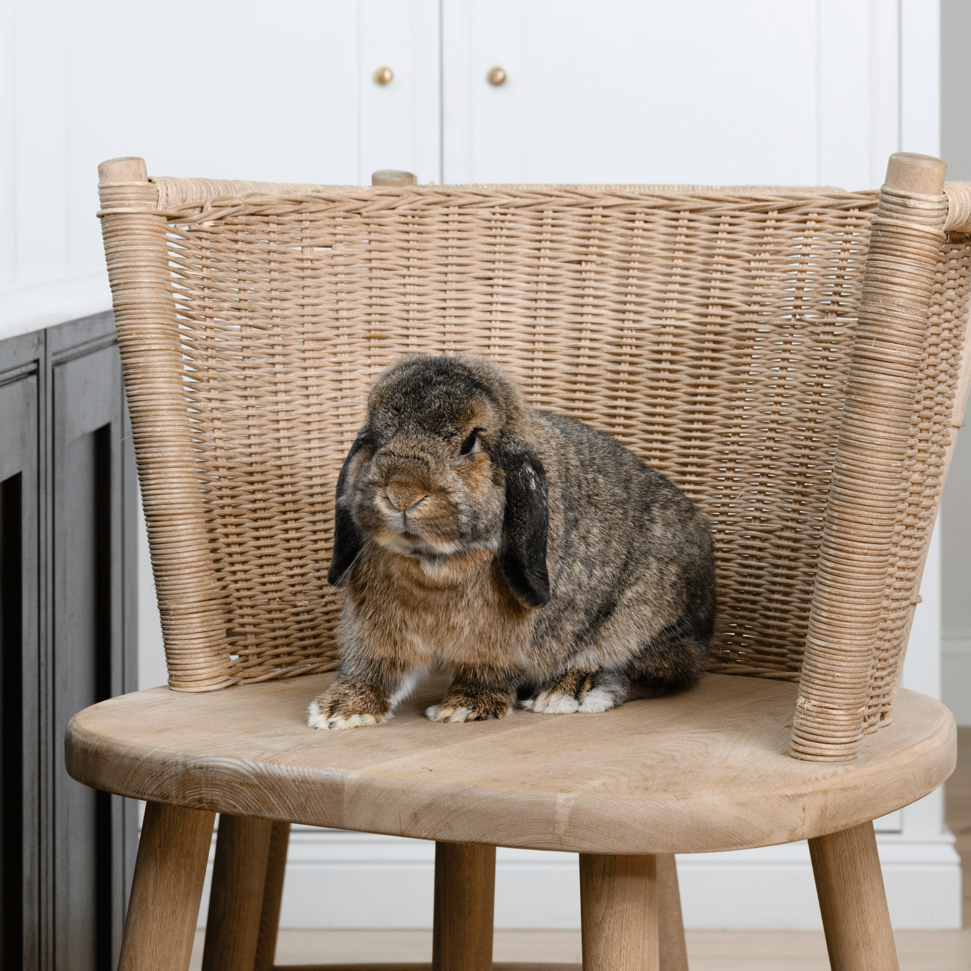 a rabbit sitting on a wicker bar stool in a kitchen