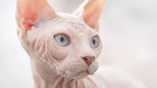 Sphynx cat