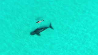 This drone image taken just off the coast near Esperance in Australia shows a juvenile humpback swimming alongside a southern right whale that has potentially adopted the young calf.