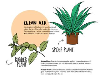 Studio plants: Clean the air